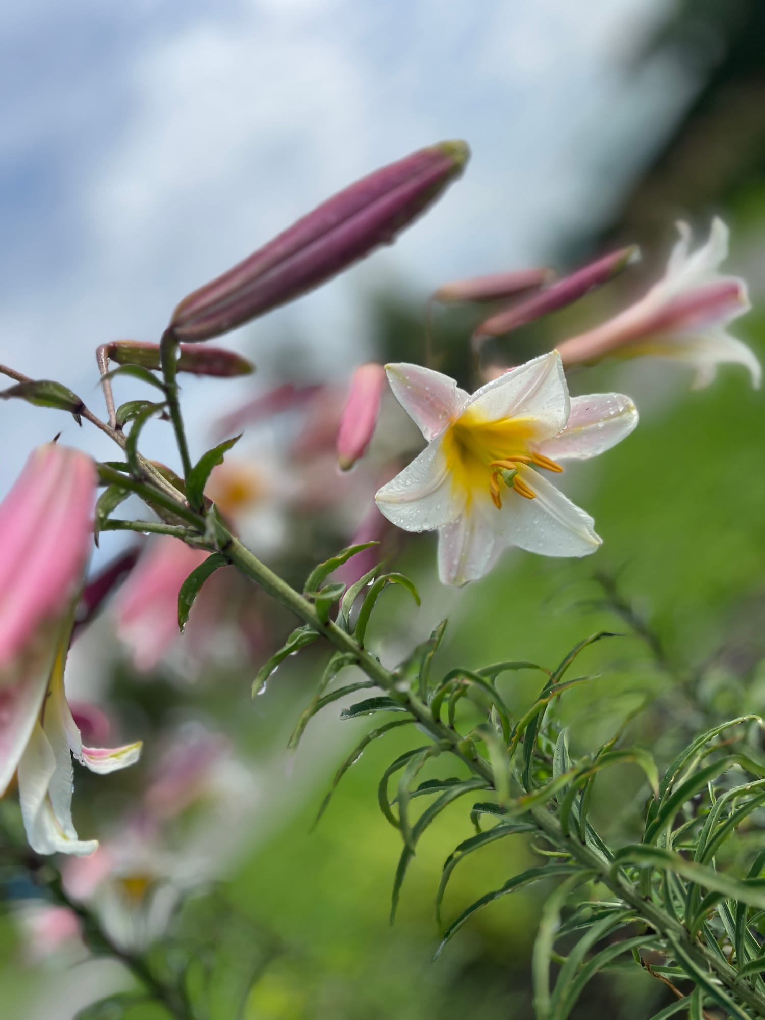 Lilienblüte